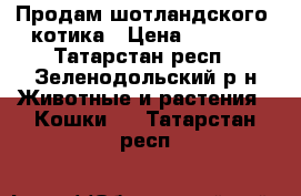 Продам шотландского  котика › Цена ­ 3 000 - Татарстан респ., Зеленодольский р-н Животные и растения » Кошки   . Татарстан респ.